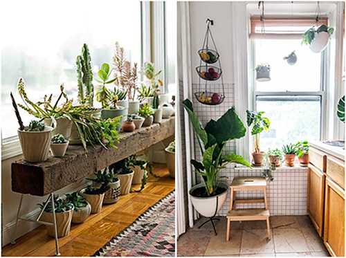 Выращивайте комнатные растения